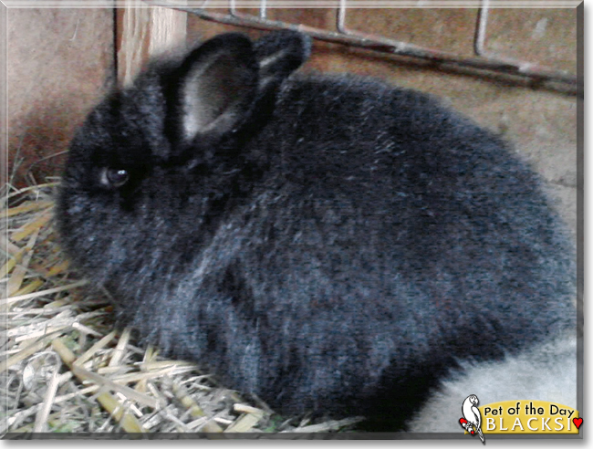 Blacksi the Dwarf Rabbit, the Pet of the Day