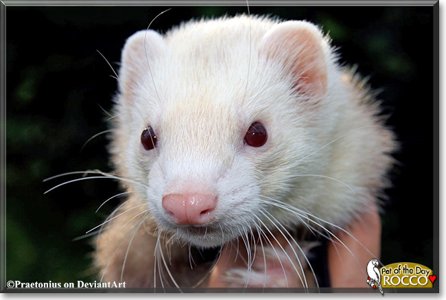 Rocco the Marshall Ferret, the Pet of the Day