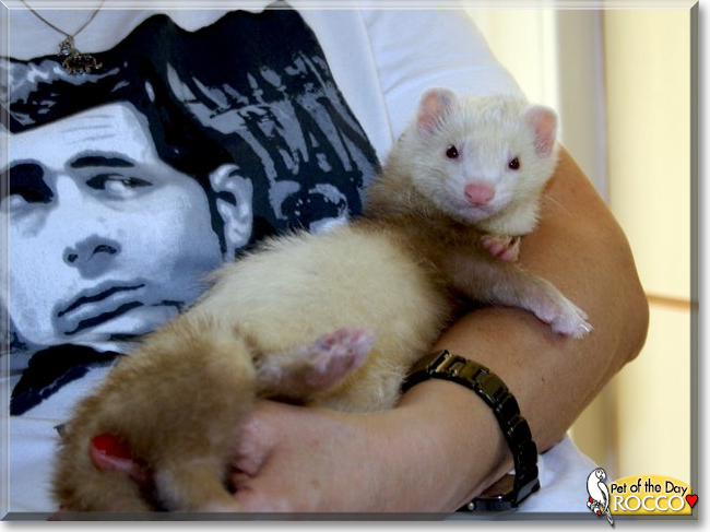 Rocco the Marshall Ferret, the Pet of the Day
