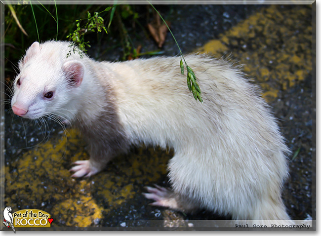 Rocco the Marshall Ferret, the Pet of the Day