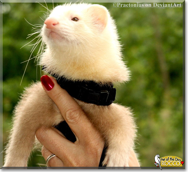 Rocco the Marshall Ferret, the Pet of the Day