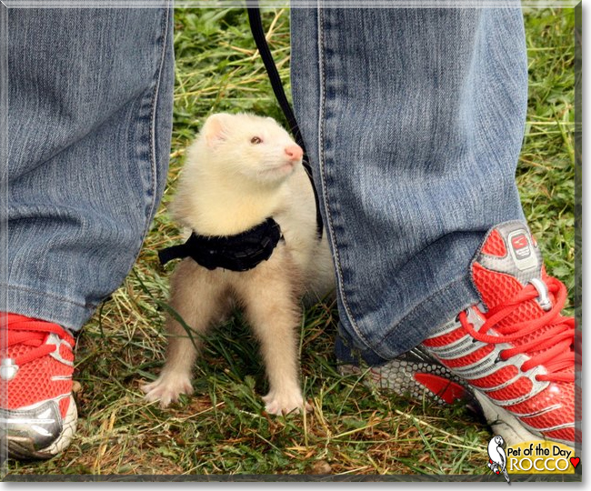 Rocco the Marshall Ferret, the Pet of the Day