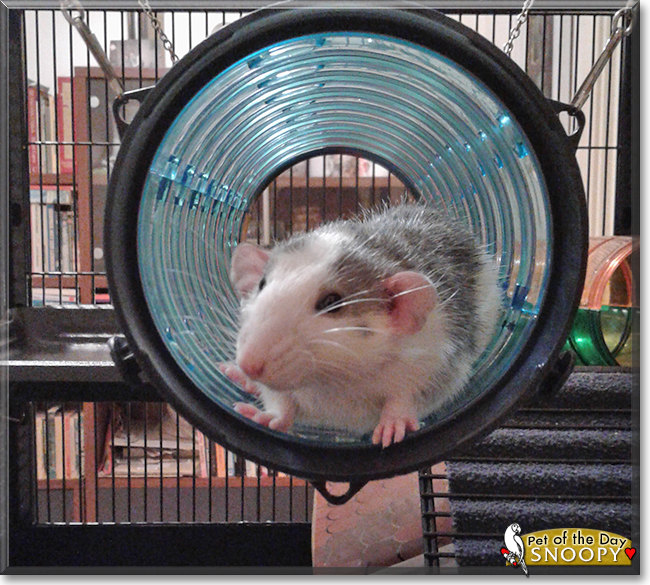 Snoopy the Husky Dumbo Rat, the Pet of the Day