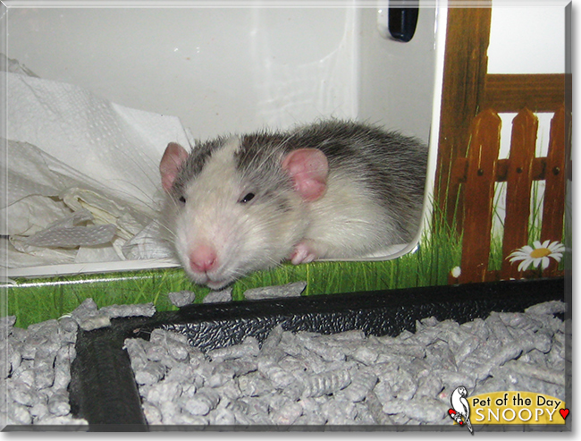 Snoopy the Husky Dumbo Rat, the Pet of the Day