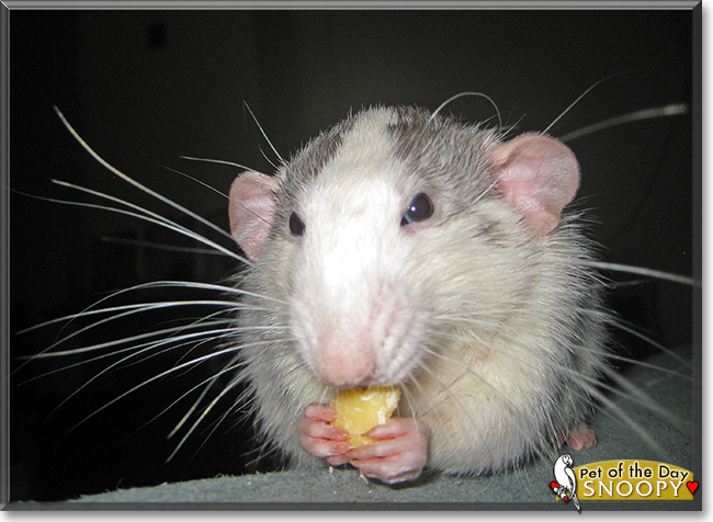 Snoopy the Husky Dumbo Rat, the Pet of the Day