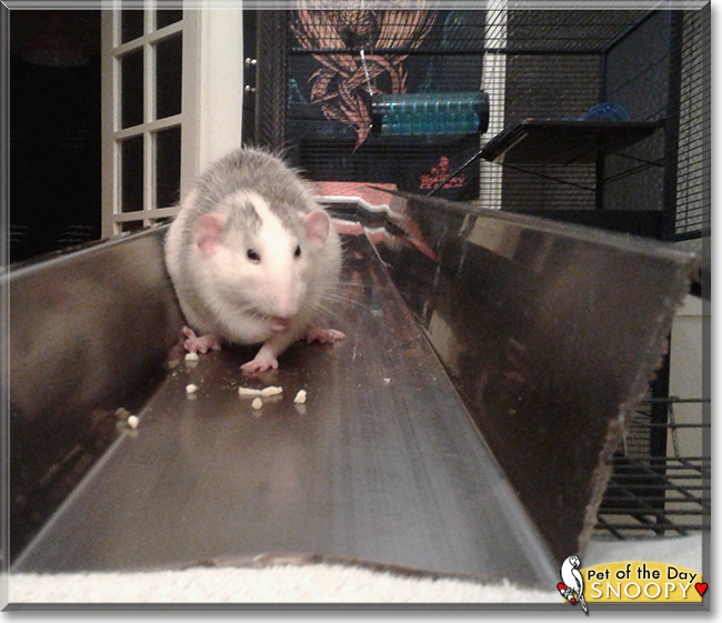 Snoopy the Husky Dumbo Rat, the Pet of the Day