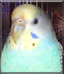 Breezy the Parakeet