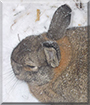 Fanny the Rabbit