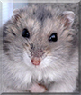 Norinka the Hamster