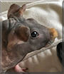 Annie the Hairless Guinea Pig