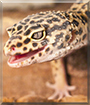 Rukia the Leopard Gecko