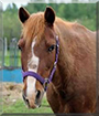 Penny the Welsh Pony cross