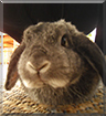 Lucy the Lop Rabbit