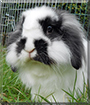 Merlin the Dwarf Lop mix Rabbit