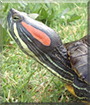 Toribia the Red-Eared Slider