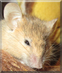 Redd the Fancy Mouse