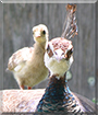 India the India Blue Peafowl