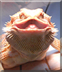 Blaze the Bearded Dragon