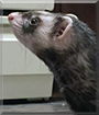 Little Ferret -Peanutt- the Ferret