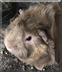 Coqui the Guinea Pig