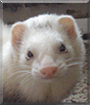 Biscuit the Ferret