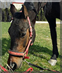 Jolly the Arabian/Pinto Horse