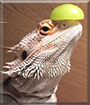 Balti the Bearded Dragon