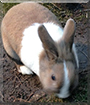 Schnucki the Dutch Rabbit