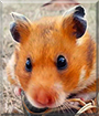 Bestia the Syrian Hamster