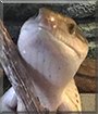 Kira the Eastern Blue-Tongued Skink
