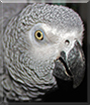 Merlin the African Grey Parrot