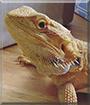 Maggie the Bearded Dragon