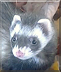 Scarlett the Ferret
