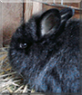 Blacksi the Dwarf Rabbit
