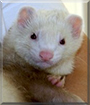 Rocco the Marshall Ferret