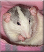Snoopy the Husky Dumbo Rat