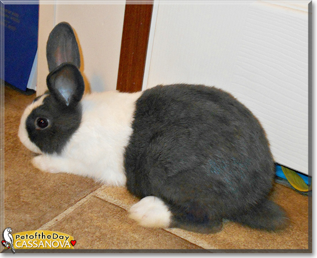 Cassanova the Dutch Rabbit, the Pet of the Day