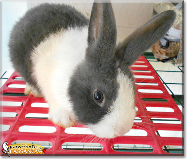 Cassanova the Dutch Rabbit, the Pet of the Day