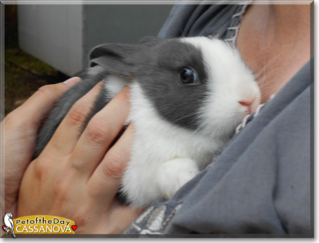 Cassanova the Dutch Rabbit, the Pet of the Day