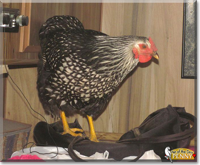 Penny the Silver Laced Wyandotte, the Pet of the Day