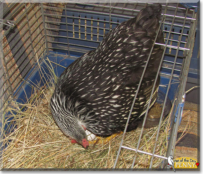 Penny the Silver Laced Wyandotte, the Pet of the Day