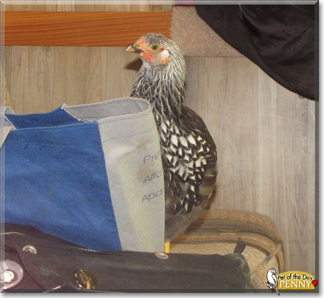 Penny the Silver Laced Wyandotte, the Pet of the Day