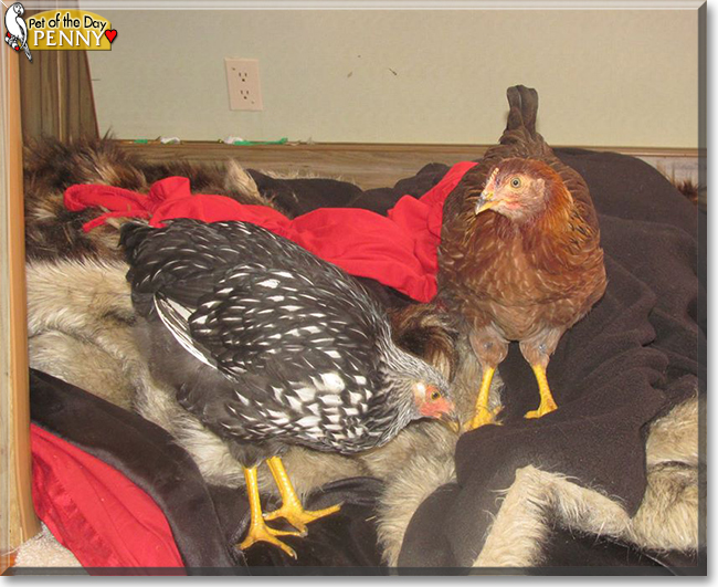 Penny the Silver Laced Wyandotte, the Pet of the Day