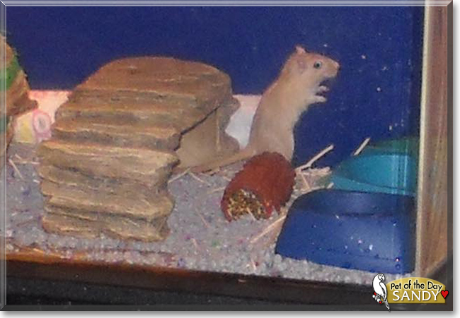 Sandy the Gerbil, the Pet of the Day