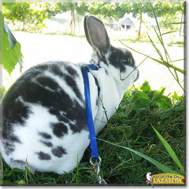 Lazareth the Mini Rex Rabbit, the Pet of the Day