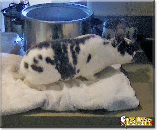 Lazareth the Mini Rex Rabbit, the Pet of the Day