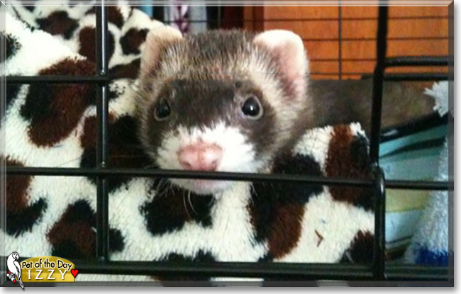 Izzy the Ferret, the Pet of the Day
