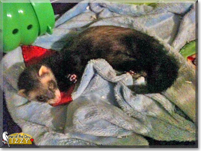 Izzy the Ferret, the Pet of the Day