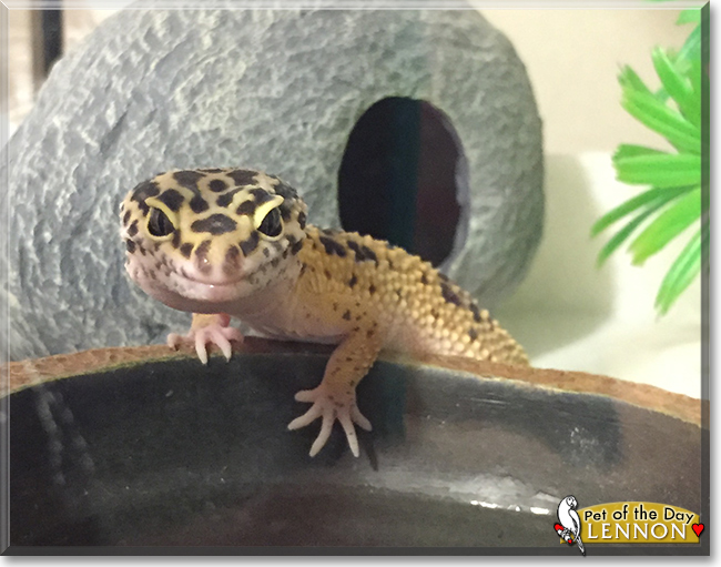 Lennon the Leopard Gecko, the Pet of the Day