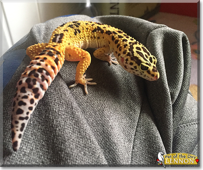 Lennon the Leopard Gecko, the Pet of the Day